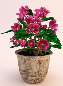 Flowers Violets