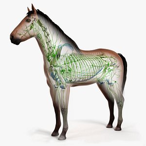 Cavalo realista e RIGGED Modelo 3D $199 - .max - Free3D