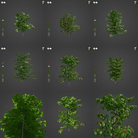 2021 PBR Coffee Collection - Coffea Arabica