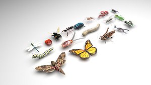 Insects Set model
