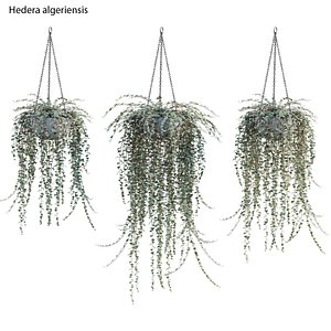 Hedera algeriensis - Algerian Ivy 01