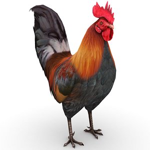 Rooster
