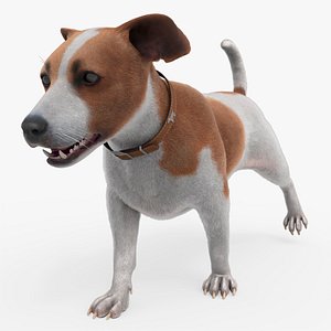 Jack Russell Terrier Fur Rigged For Blender Animated Set