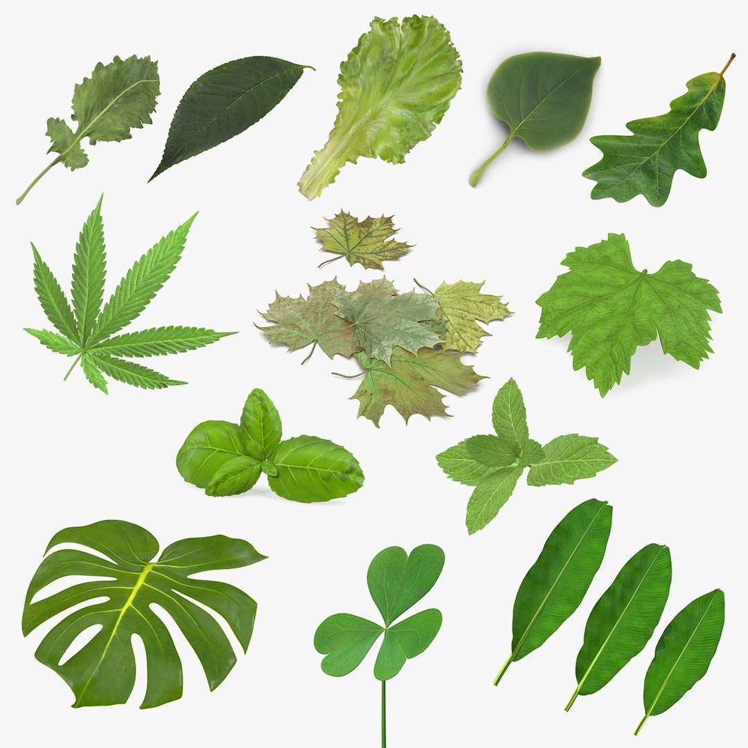 Leaves Collection 9 3D model preview
