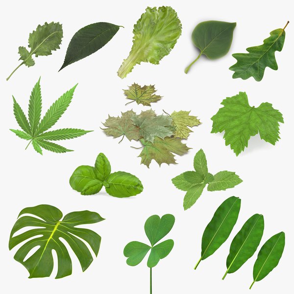 Leaves collection
