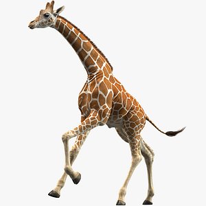 realistic giraffe animations 3D model
