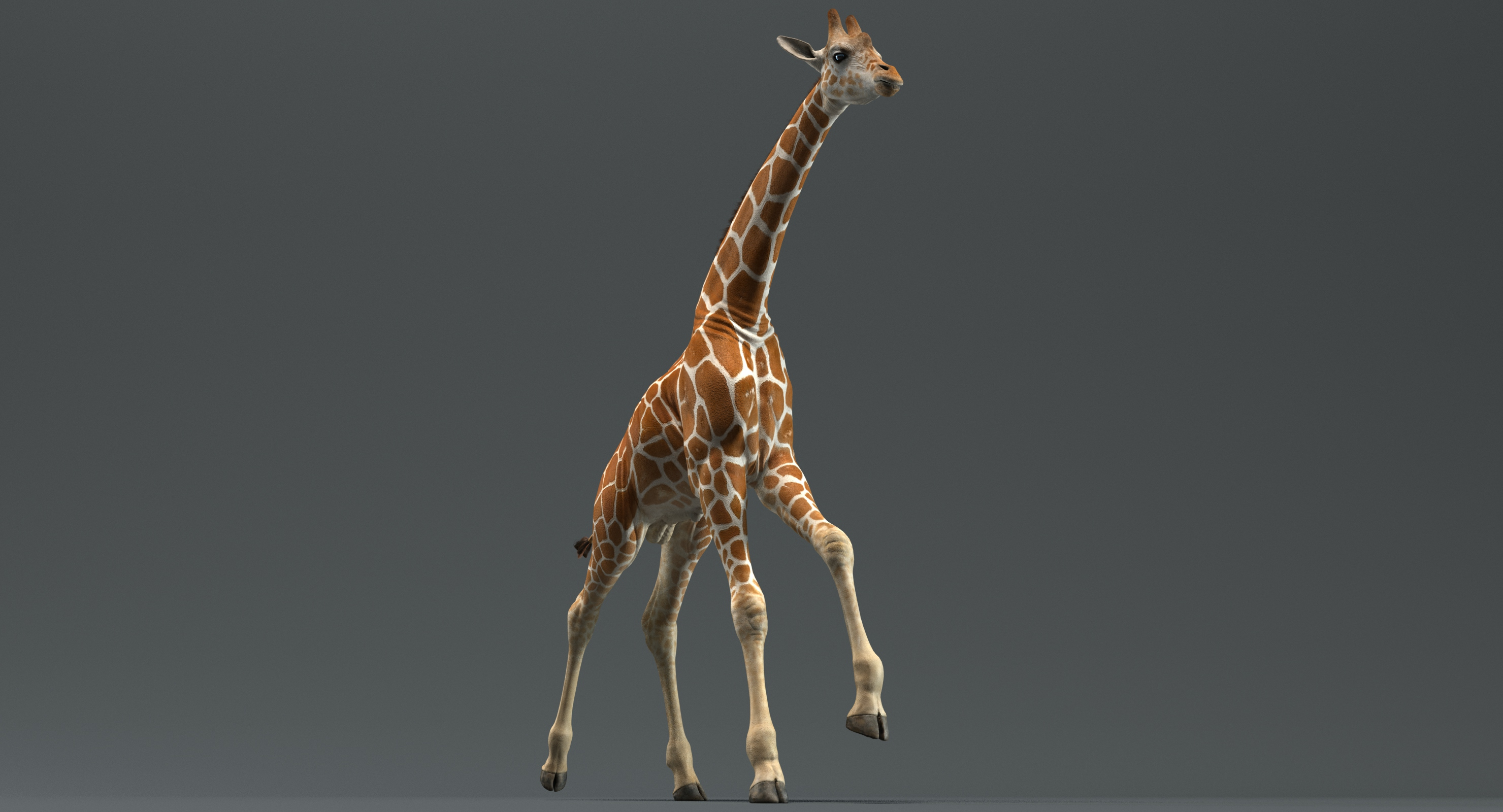 Żyrafa (animowana) Model 3D - TurboSquid 1416621