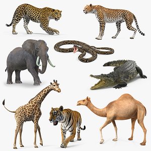 3D african animals 5 rigged model