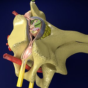 Spinal Tracts cord vertebrae labelled