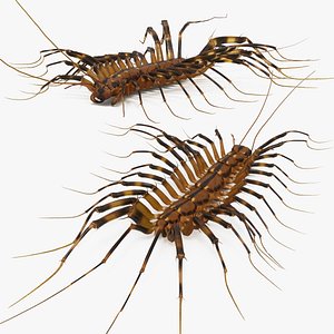 Scutigera Coleoptrata Walk Fur Animated Rigged For Maya 3D