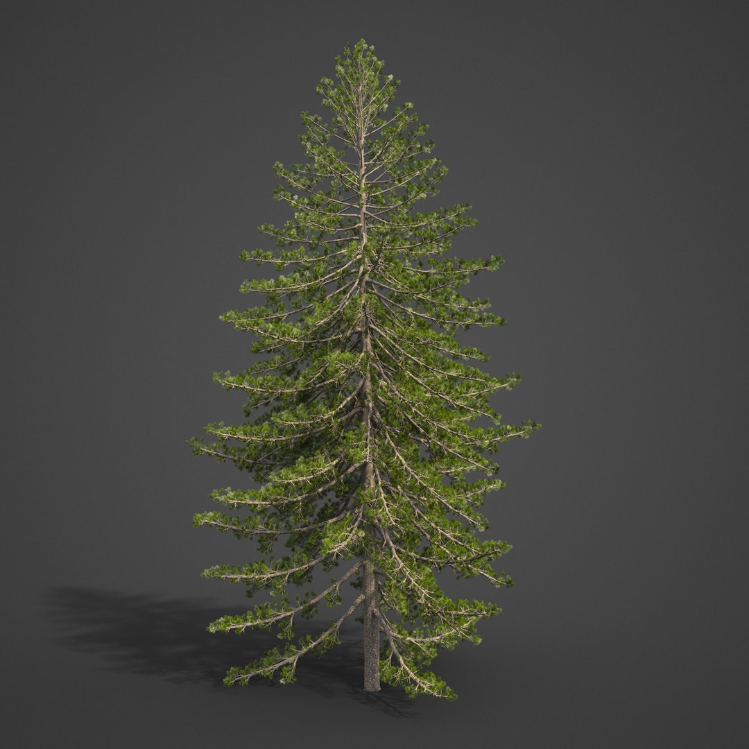 3D tree https://p.turbosquid.com/ts-thumb/yw/d8x5pm/aO/ea12_06/png/1610154483/1920x1080/fit_q87/220c02e3979d2022863949e1180efdb1121de0fa/ea12_06.jpg