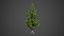 2021 PBR Eastern White Pine Collection - Pinus Strobus