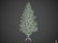 2021 PBR Eastern White Pine Collection - Pinus Strobus
