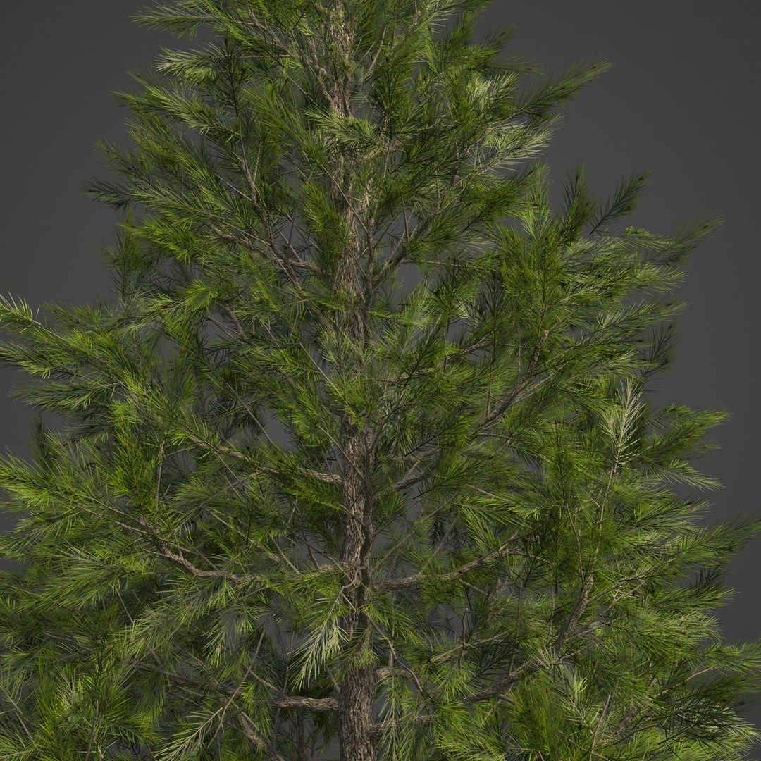3D tree https://p.turbosquid.com/ts-thumb/yw/d8x5pm/tK/ea12_frontlit/png/1610039588/1920x1080/fit_q87/cea81f04c2fddb1c14c2785365a5fa67d3c7ea80/ea12_frontlit.jpg