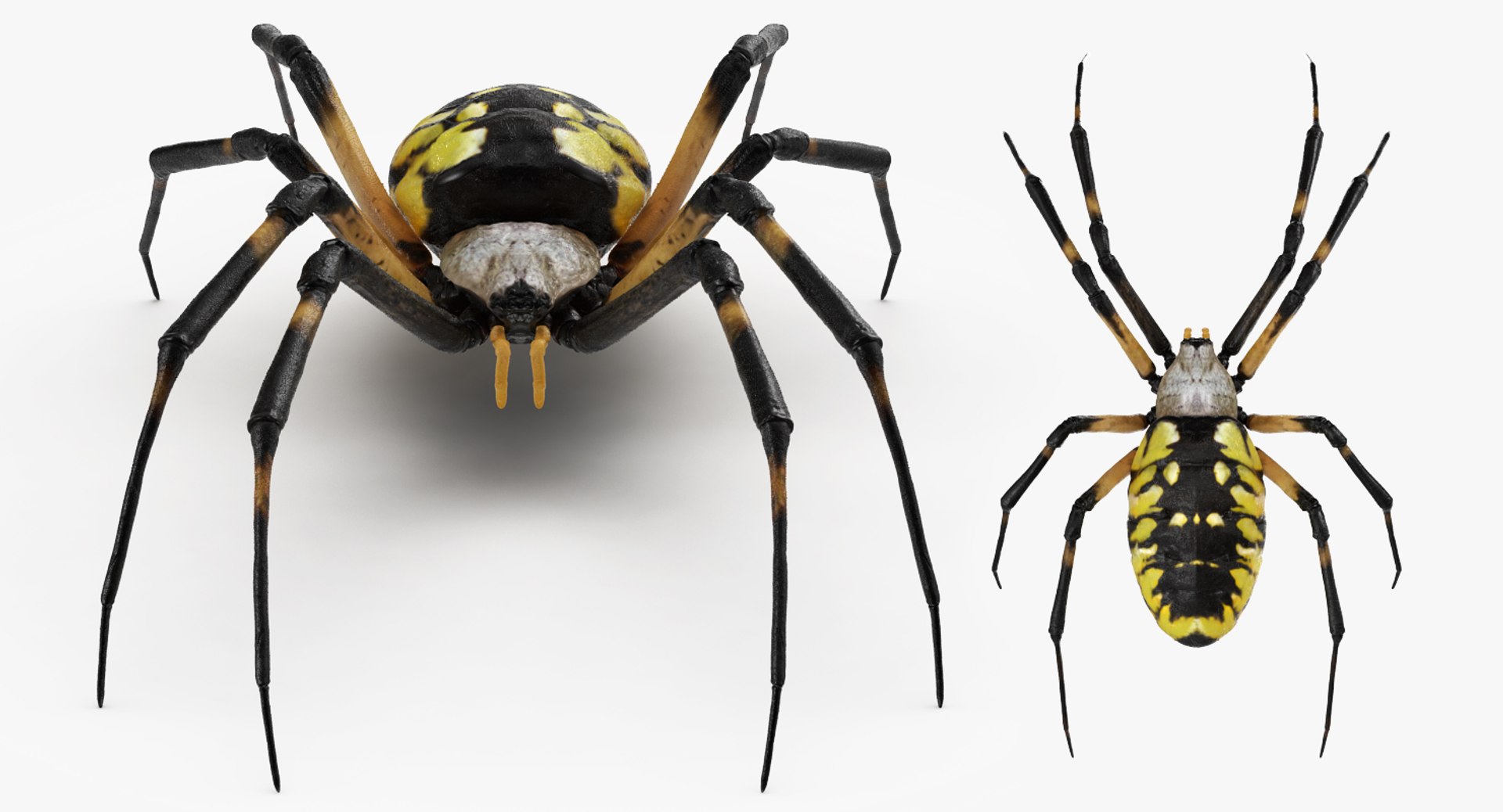 argiope aurantia yellow garden 3D model https://p.turbosquid.com/ts-thumb/yw/elcxYT/7JTYSVKQ/argiopeaurantiaoryellowgardenspider3dsmodel008/jpg/1500964952/1920x1080/fit_q87/652e2f98819b77ef4d1a7125b5d4a47affdfa870/argiopeaurantiaoryellowgardenspider3dsmodel008.jpg