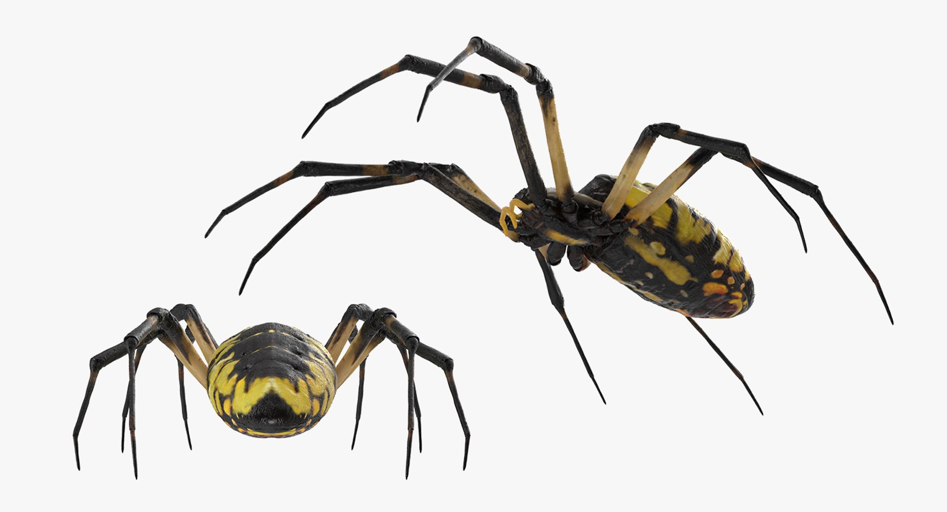 argiope aurantia yellow garden 3D model https://p.turbosquid.com/ts-thumb/yw/elcxYT/H0i6gSiN/argiopeaurantiaoryellowgardenspider3dsmodel009/jpg/1500964952/1920x1080/fit_q87/7d6bac8bdcdf13efcffda28d6ba9b91e6bb30aab/argiopeaurantiaoryellowgardenspider3dsmodel009.jpg