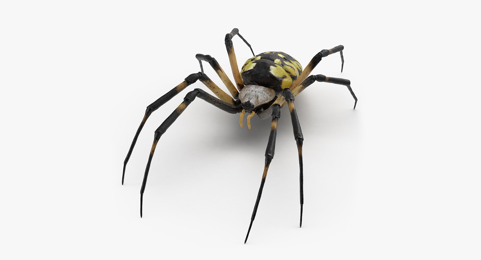 Argiope Aurantia or Yellow Garden Spider 3D model preview