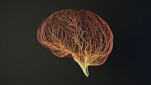 Human brain unrolling growing animation