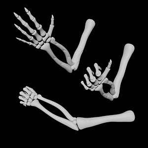 3D Rigged Skeleton hand model