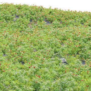 3D Common Poppy and Wild Plants Collection Vol 292-landscape model