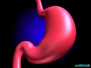 Stomach.max
