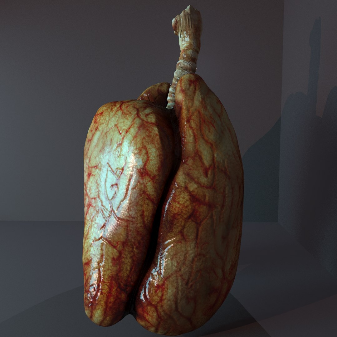 lungs anatomy 3D model https://p.turbosquid.com/ts-thumb/yx/4DL9pB/0ETSGDoK/lunge005/jpg/1585861159/1920x1080/fit_q87/1ad9447f6722cec654c2e5cb7fbf32492e60981f/lunge005.jpg