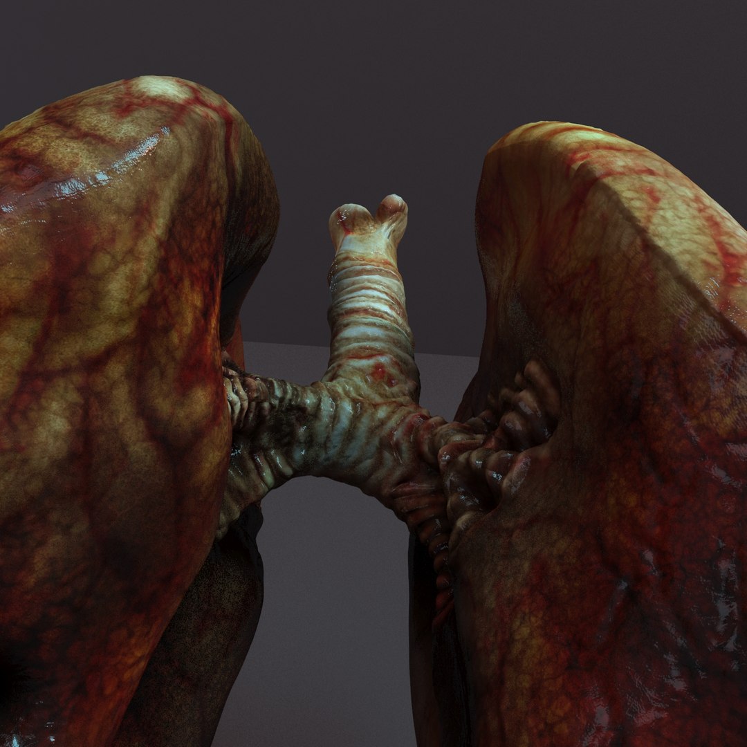 lungs anatomy 3D model https://p.turbosquid.com/ts-thumb/yx/4DL9pB/6unUcW6G/lunge009/jpg/1585861063/1920x1080/fit_q87/905e4879e4eedd78990f3a04659506d780d3389b/lunge009.jpg