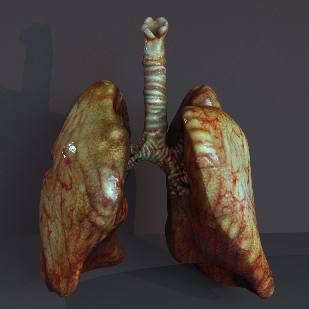 lungs anatomy 3D model https://p.turbosquid.com/ts-thumb/yx/4DL9pB/A7SoqzJO/lunge003/jpg/1585861183/1920x1080/fit_q87/3d5c26671f816d8841f29e7fb42d72644894bd9e/lunge003.jpg