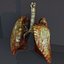 Lungs human