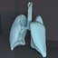Lungs human