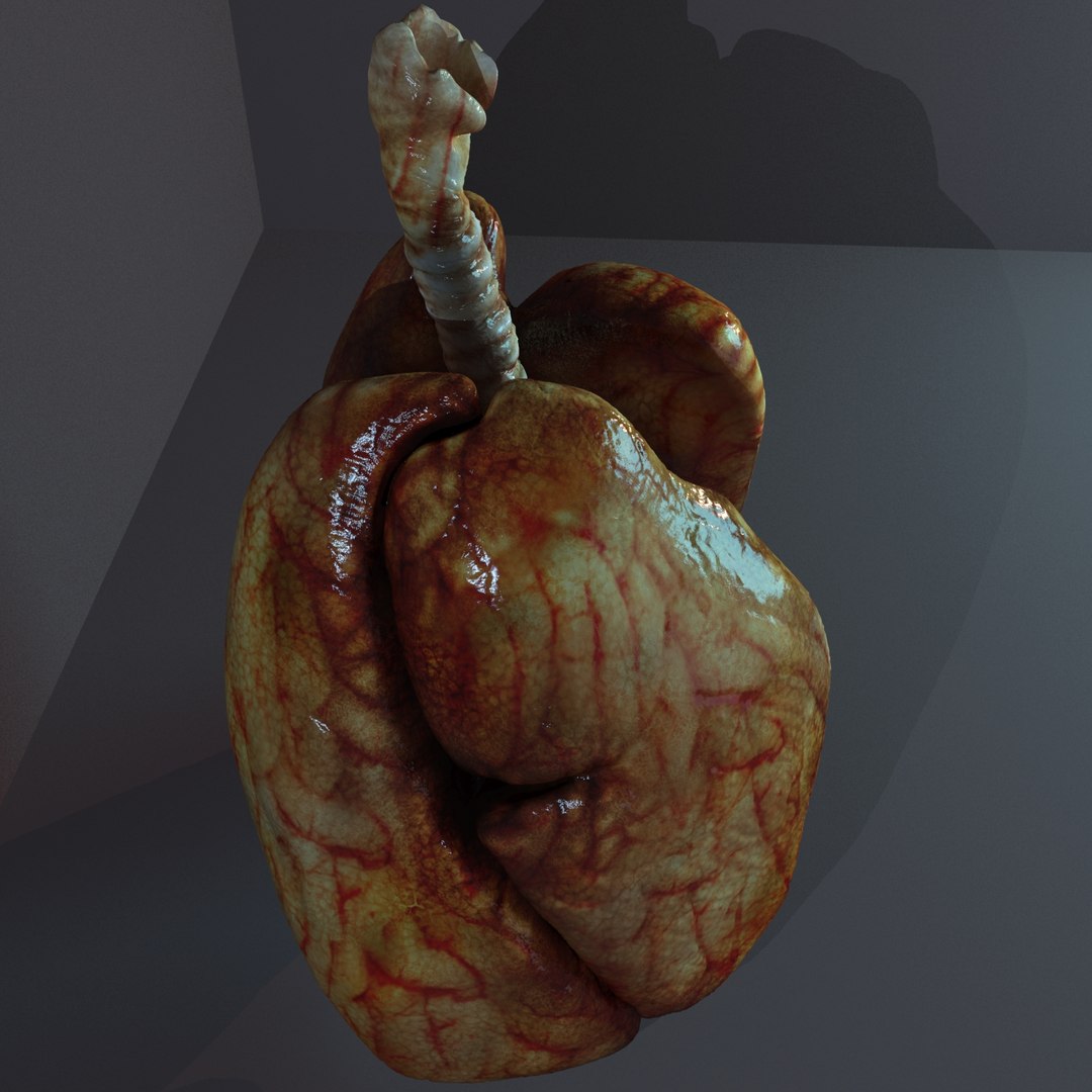 lungs anatomy 3D model https://p.turbosquid.com/ts-thumb/yx/4DL9pB/gYGI1xjy/lunge007/jpg/1585861109/1920x1080/fit_q87/76c59e0b6b05bb481fd94bc485c41b9a409d5fad/lunge007.jpg