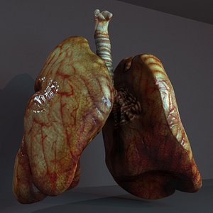 lungs anatomy 3D model