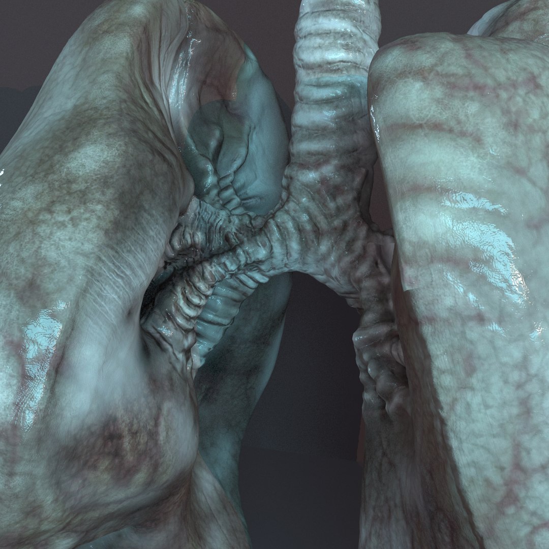 lungs anatomy 3D model https://p.turbosquid.com/ts-thumb/yx/4DL9pB/kidjyqmi/lunge004/jpg/1585861171/1920x1080/fit_q87/9d195ce86a739891e9ea32457acb8d0d65af82e3/lunge004.jpg