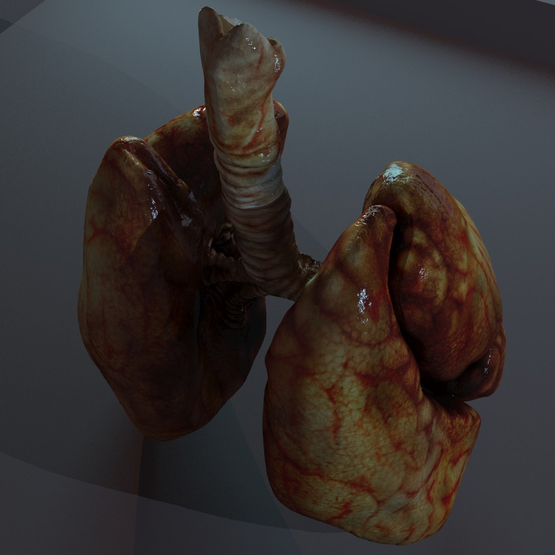 lungs anatomy 3D model https://p.turbosquid.com/ts-thumb/yx/4DL9pB/uTXlFwkQ/lunge008/jpg/1585861086/1920x1080/fit_q87/dce49abc42438b726116dd504e8542ca044f2b81/lunge008.jpg