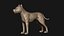 American Pitbull Base Mesh 3D 모델