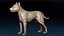 American Pitbull Base Mesh 3D 모델
