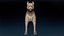 American Pitbull Base Mesh 3D 모델