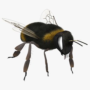 bumble bee rigged max