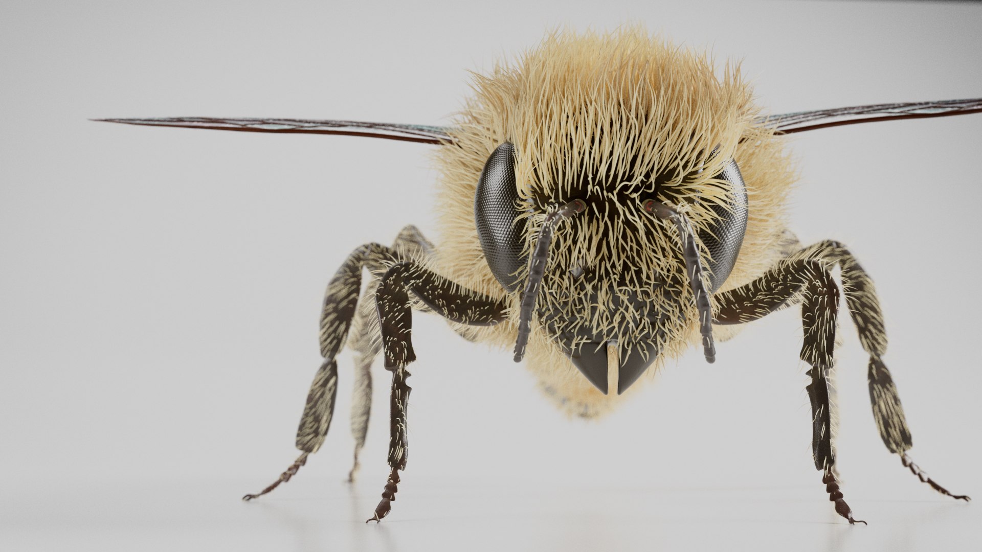 3D Model Realistic Honey Bee - TurboSquid 2081899