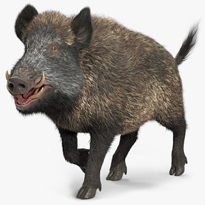 Wild Boar Male Fur Rigged 3D model