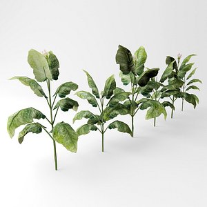 tobako plant 3D model