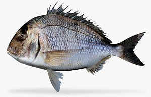 Pacific Porgy