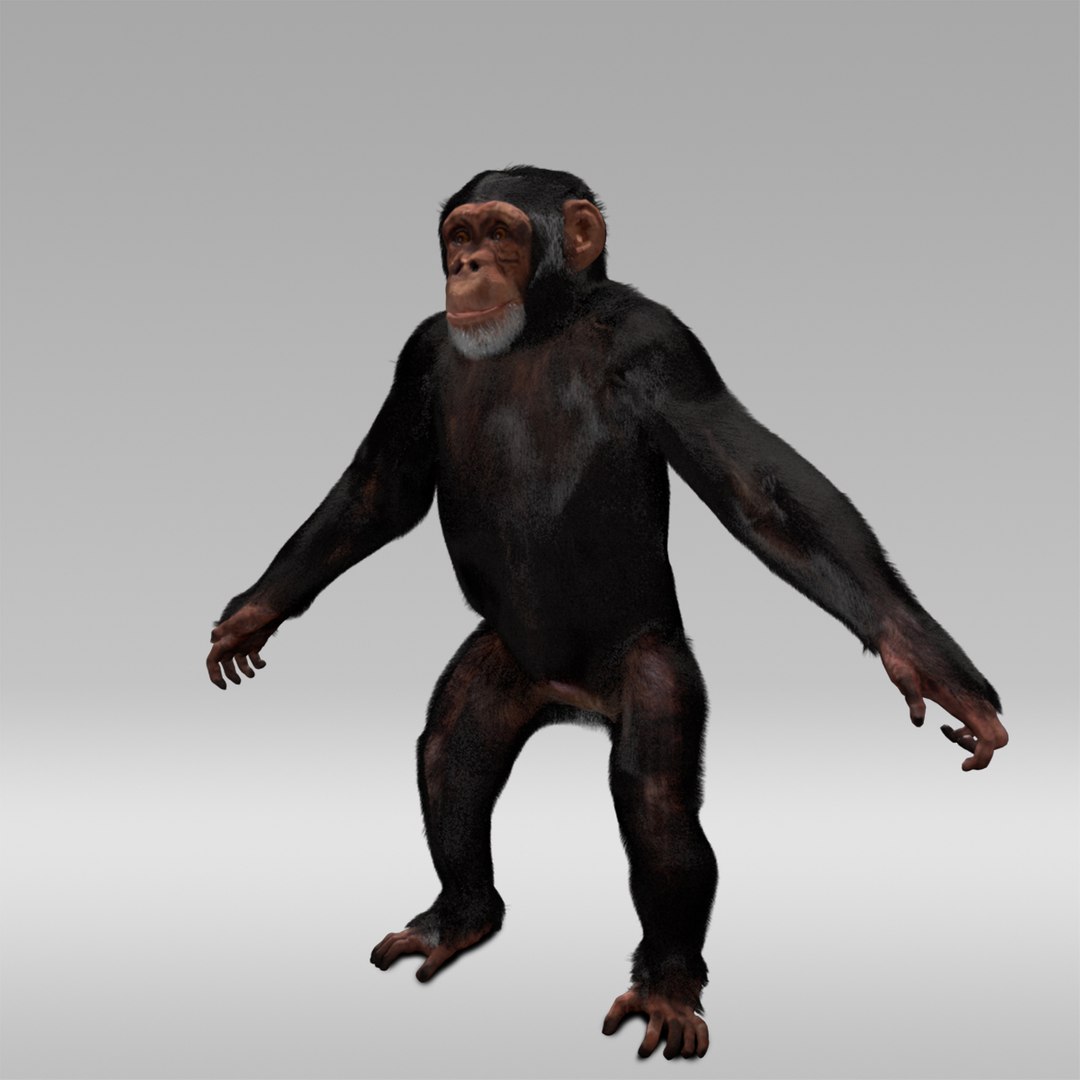 3D Chimpanzee Fur Rig - TurboSquid 1232775
