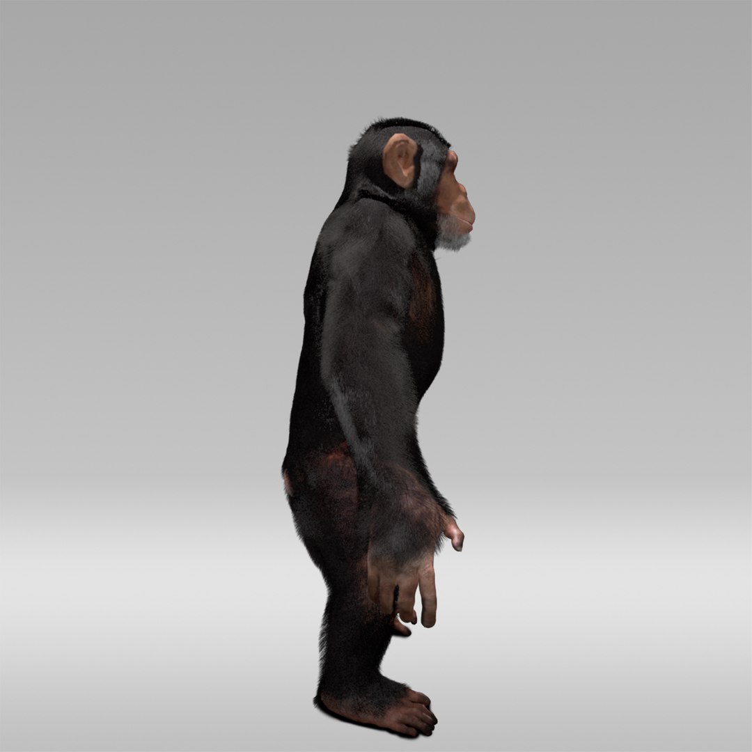 3D Chimpanzee Fur Rig - TurboSquid 1232775