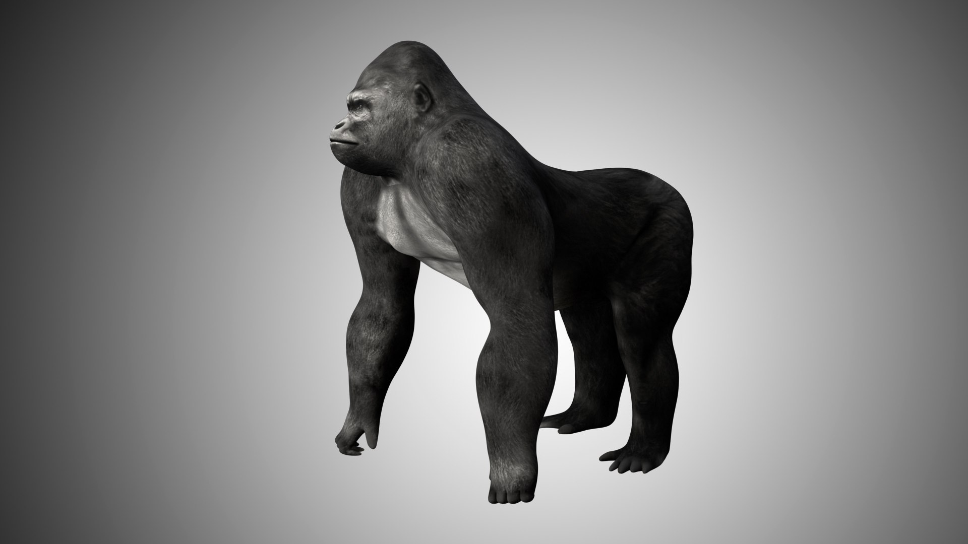 3D realistic https://p.turbosquid.com/ts-thumb/yx/nH1oIc/Uy2UMWUT/gorilla04/jpg/1598482643/1920x1080/fit_q87/1a5c9f5c25a5a91f95bde36244fc9a976fe693e7/gorilla04.jpg