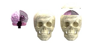 Human Skull 3D print model