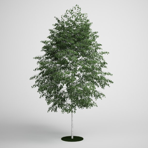 silver birch 3d model