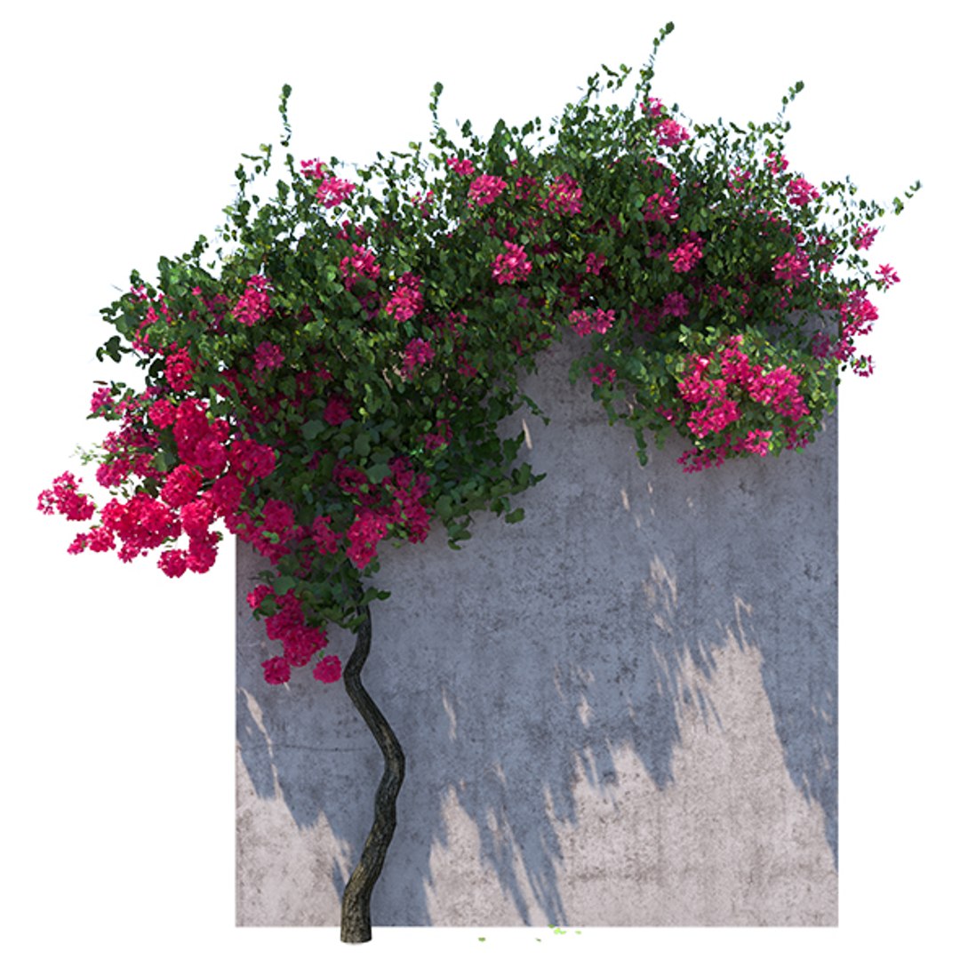 bougainvillea 1 3D model https://p.turbosquid.com/ts-thumb/yx/vGRIQB/2ck2Od5d/previewimageset/jpg/1598703800/1920x1080/fit_q87/e6cba48c759539c330da7770615777ccbb29553a/previewimageset.jpg