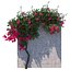 Bougainvillea 1