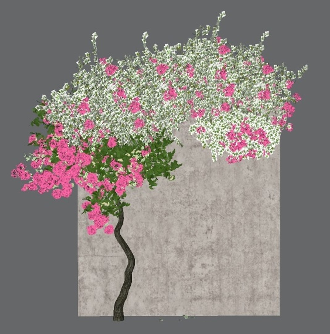 bougainvillea 1 3D model https://p.turbosquid.com/ts-thumb/yx/vGRIQB/5B1fetje/previewimageset3/jpg/1598703800/1920x1080/fit_q87/10259b0f0672ed4537241655f0272d1869e69677/previewimageset3.jpg